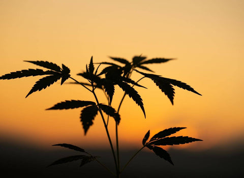 Is Delta 9 Indica or Sativa?