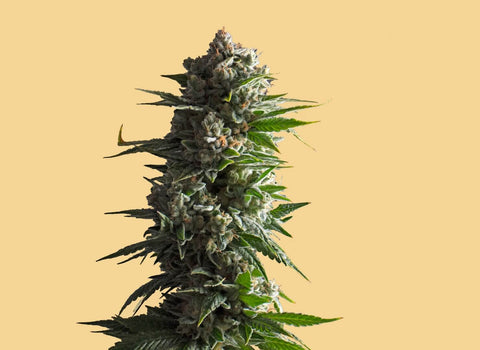 Microdosing THC for PTSD