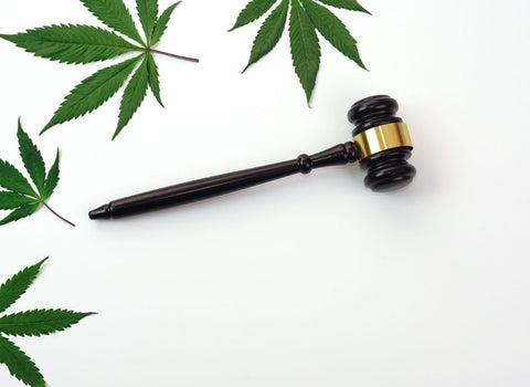 A guide to sativa and indica cannabis strains-namaCBD