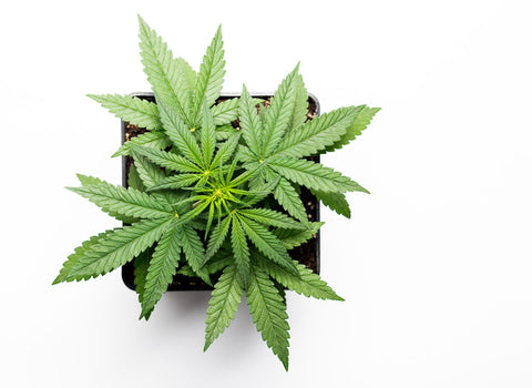 Is Gelato an indica, sativa, or hybrid? namaCBD