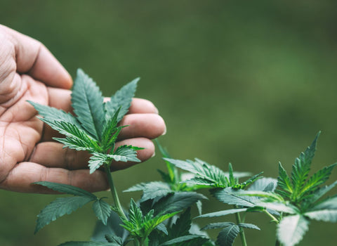 Is hybrid weed stronger than indica or sativa? - namaCBD