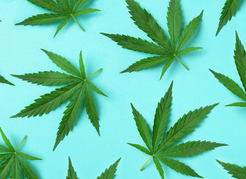 Is sativa or hybrid better for pain management? by namaCBD