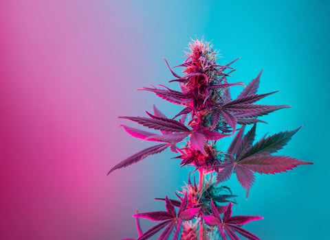 Microdosing cannabis for penile cancer