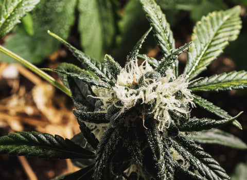 Microdosing cannabis for uterine cancer