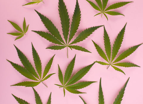 The benefits of hybrid cannabis for arthritis by namaCBD