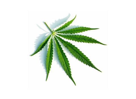 What are terpenes in cannabis?-namaCBD