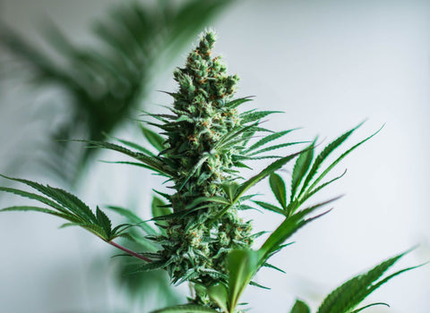 What are the pros and cons of hybrid weed? - namaCBD