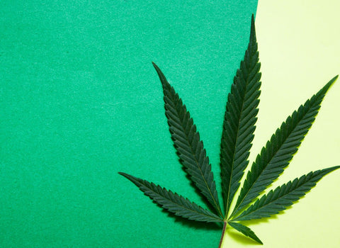 What does terpinolene do? by namaCBD