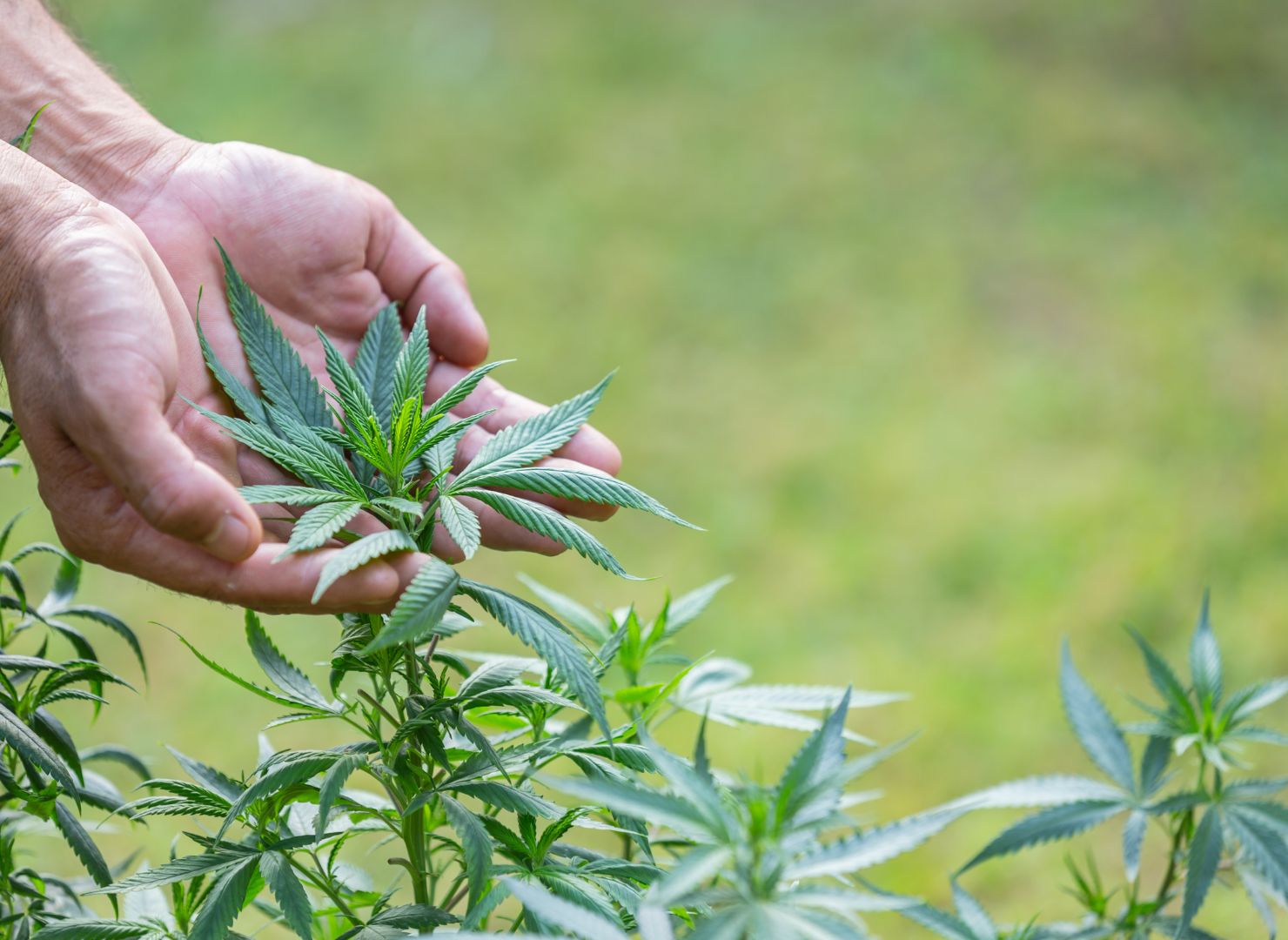 Americans are using fewer anti-anxiety meds — and legal weed is the ... Americans are using fewer anti-anxiety meds — and legal weed is the ...