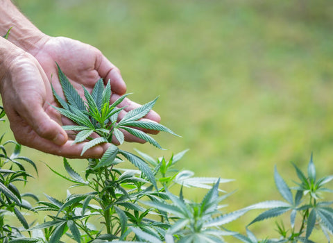 What is the best hybrid weed for anxiety? namaCBD