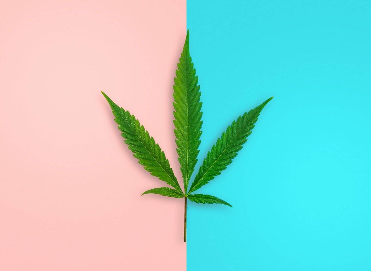 Microdosing Cannabis for Cancer – nama