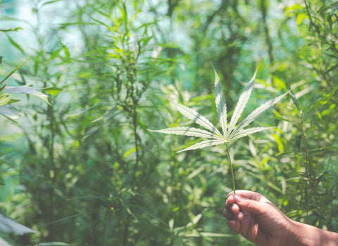 Can I use CBD for arthritis relief? by namaCBD