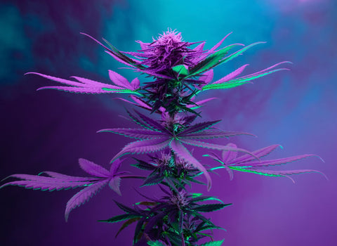 Can I use hybrid weed for pain relief? by namaCBD