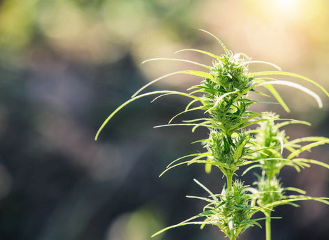 Can weed improve your sex life? Science says yes. Learn how cannabis affects desire, arousal, pleasure, and performance in men and women.