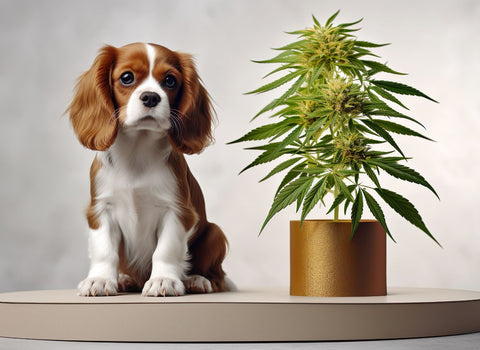 Does hybrid weed make you sleepy? namaCBD