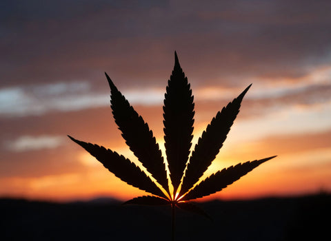 Indica, sativa, or hybrid for neuropathic pain relief - namaCBD