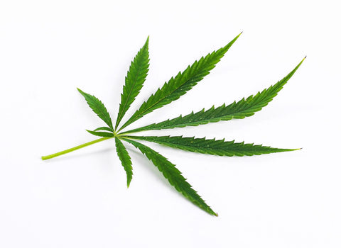 Is hybrid weed an upper or a downer?-namaCBD