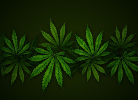 Sativa vs hybrid a guide to cannabis strain types by namaCBD
