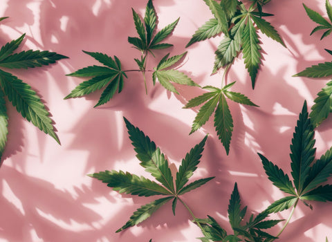 Is hybrid weed good for PTSD relief?