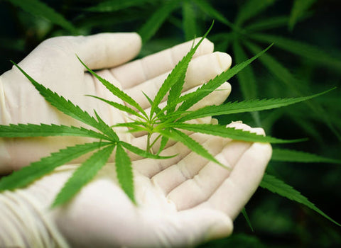 What are the best terpenes for inflammation? namaCBD