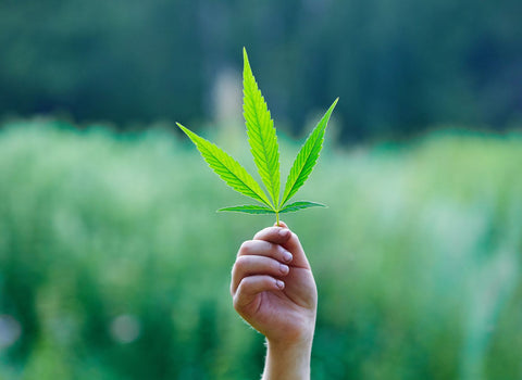 What is the best type of hybrid weed for socializing? - namaCBD