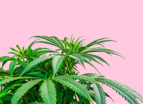 What terpenes are good for anxiety? by namaCBD
