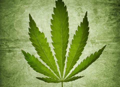 What terpenes are good for pain relief? by namaCBD