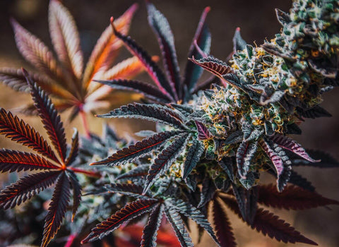 While sativa produces cerebral, energizing effects for most users, brain chemistry and other factors can flip the script. Get the facts on sativa and sleep.