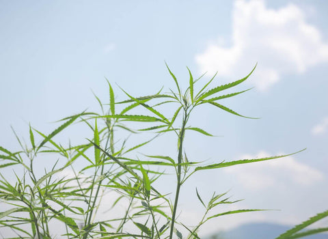 Microdosed weed can enhance hiking by interacting with your body's endocannabinoid system. Learn when and how to microdose cannabis for hiking.