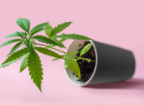 Should you microdose cannabis for menopause?