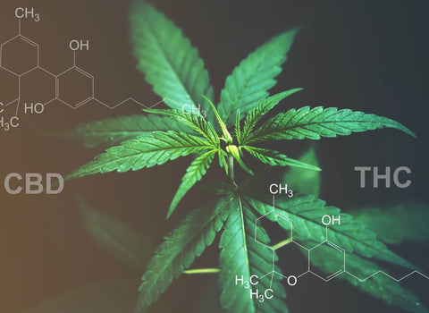THC gummies dosage guide with a full mg chart, first-time doses, and amounts for sleep and social use. Start low, wait two hours, and adjust to your tolerance.