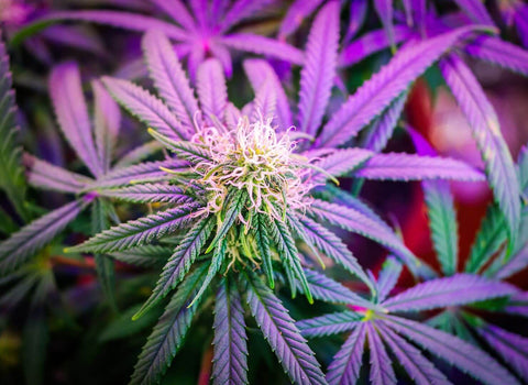 Does CBD Make You Last Longer?