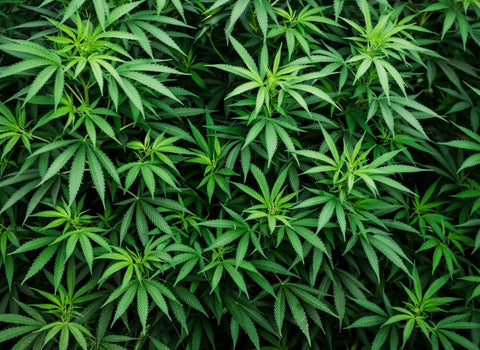 Microdosing THC for Parkinson’s Disease